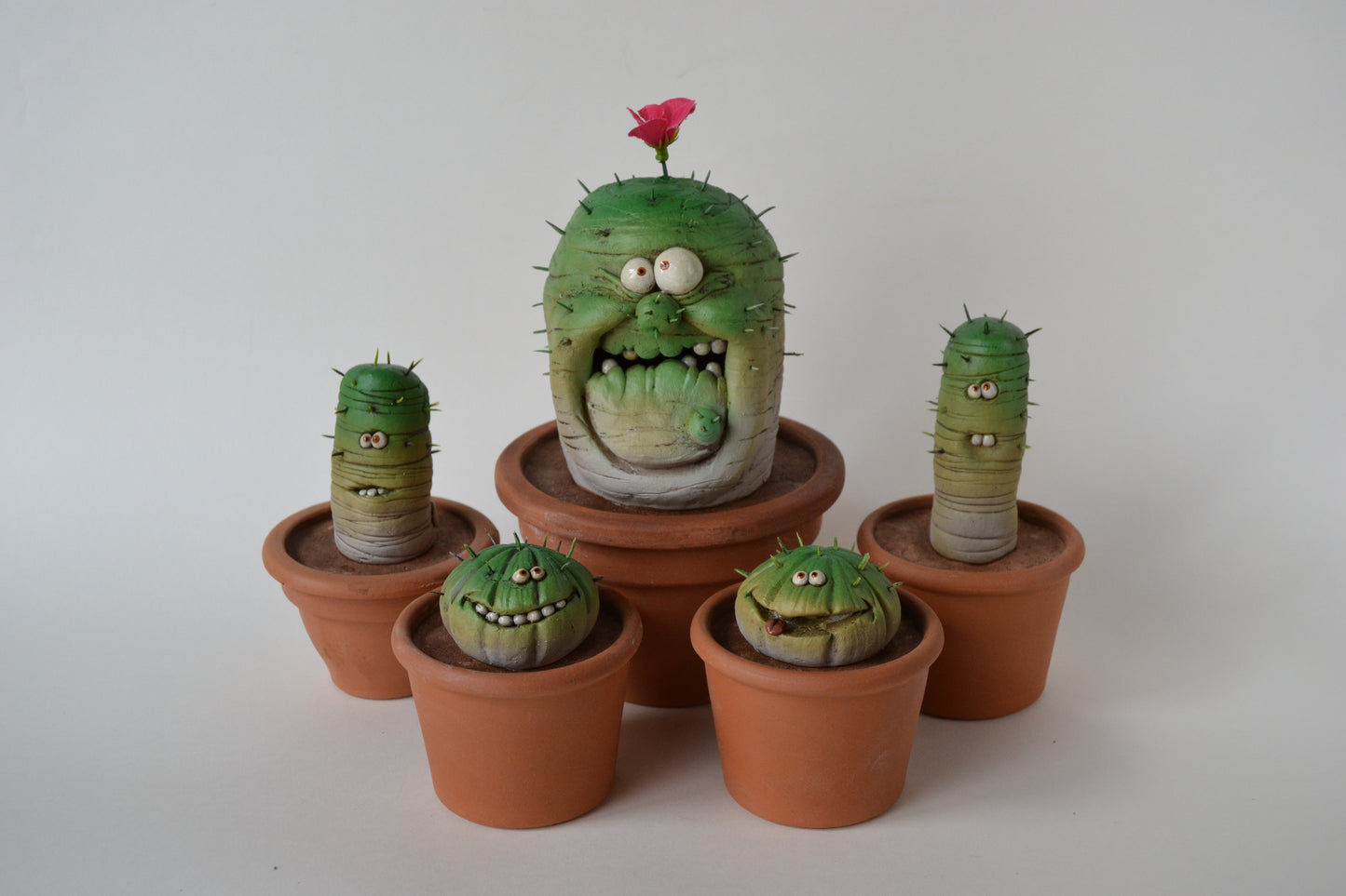 Pianta grassa piccola