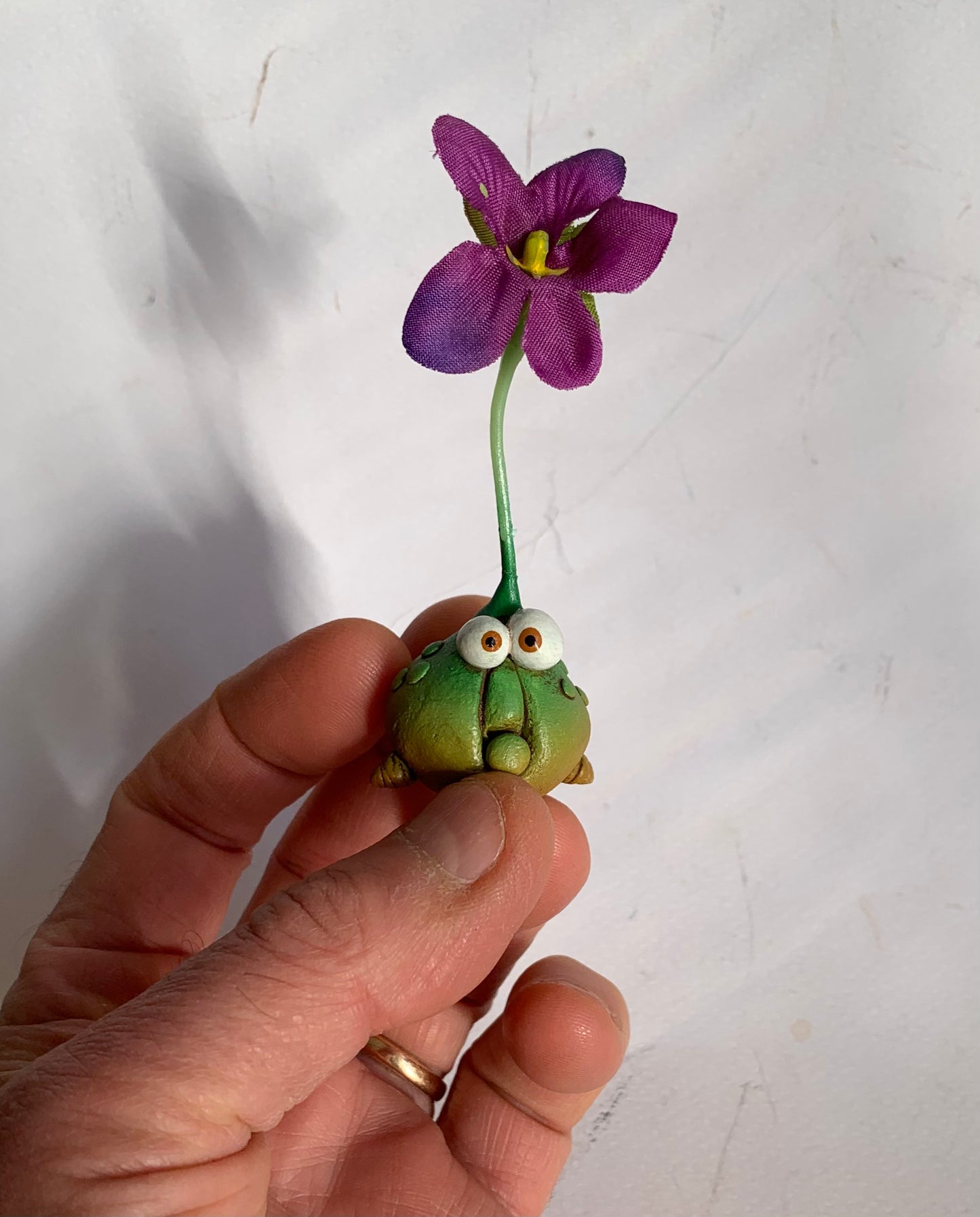Mandragola bulbo